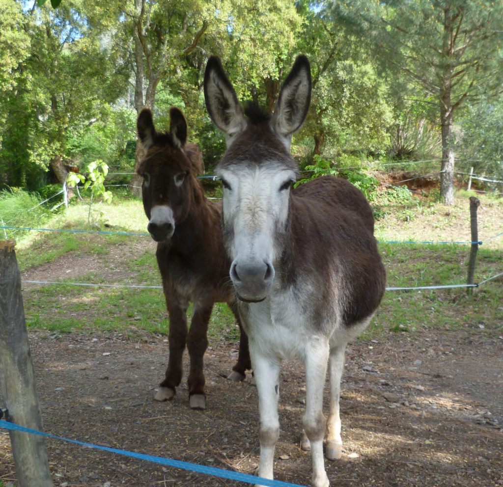 Nathalie et François_Maison_de_Nathalie chambres d_hôtes de qualité LES MAYONS Var Provence